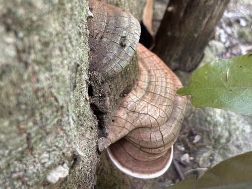Ganoderma applanatum
