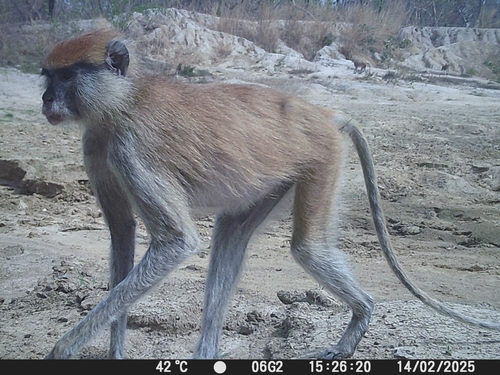 Western Patas Monkey