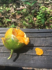 Posoqueria latifolia