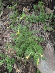 Polemonium pauciflorum, photograph author not stated, no rights reserved