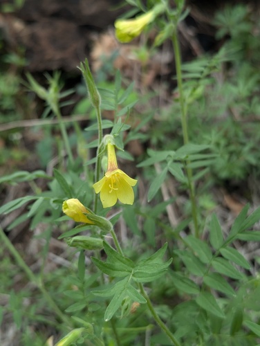 Few-flowered Jacob's Ladder (Polemonium pauciflorum)