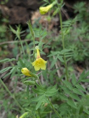 Polemonium pauciflorum, photograph author not stated, no rights reserved