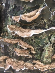 Auricularia mesenterica