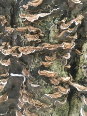 Auricularia mesenterica
