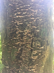 Auricularia mesenterica