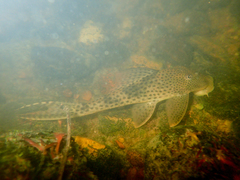 Hypostomus gymnorhynchus