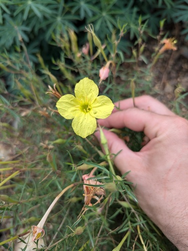Toumey's Sundrops (Oenothera toumeyi)