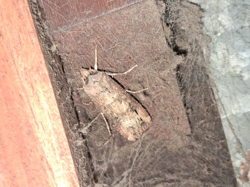 Ipsilon Dart Moth