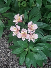 Alstroemeria ligtu