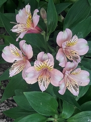 Alstroemeria ligtu