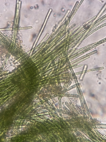 Microcoleus observed 2025-08-26