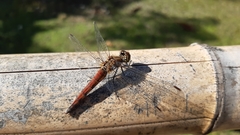 Sympetrum