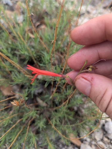 pineneedle beardtongue (Penstemon pinifolius)