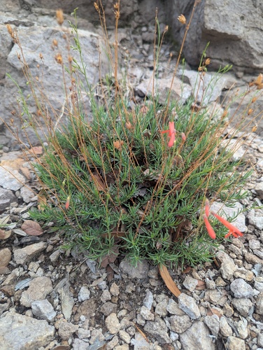 Penstemon pinifolius, photograph 4