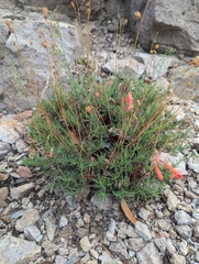 Penstemon pinifolius, photograph author not stated, no rights reserved