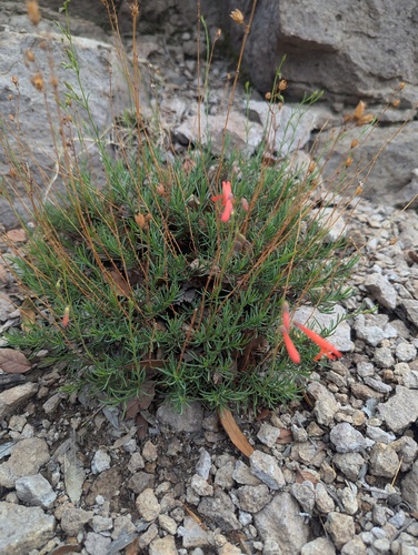 Penstemon pinifolius, photograph 3