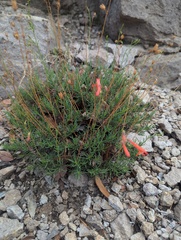 Penstemon pinifolius, photograph author not stated, no rights reserved