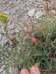 Penstemon pinifolius, photograph author not stated, no rights reserved