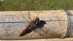 Sympetrum