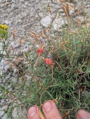 Penstemon pinifolius, photograph author not stated, no rights reserved