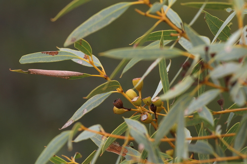 mallalie (Eucalyptus eudesmioides)