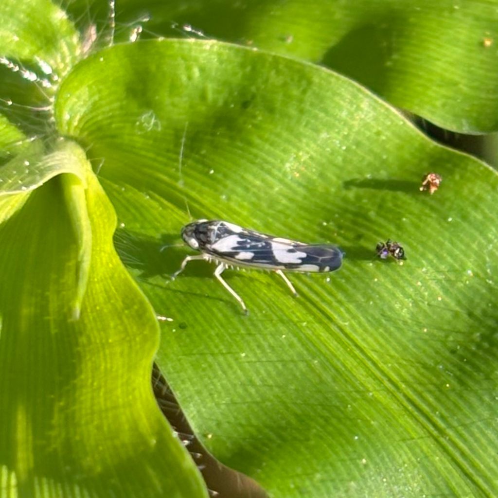 Sibovia recta