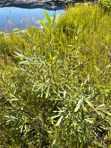 drummond's willow