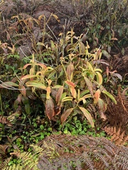 Miconia robinsoniana