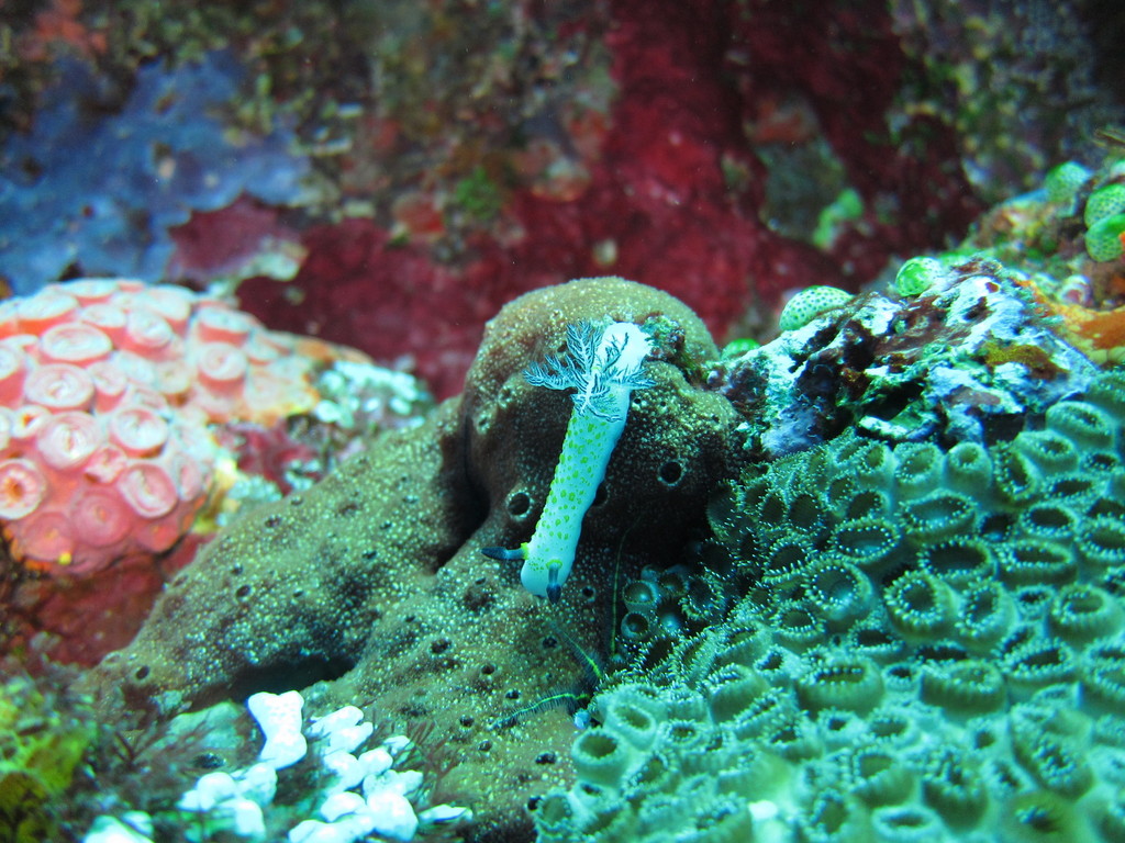 Tagalog Dorid