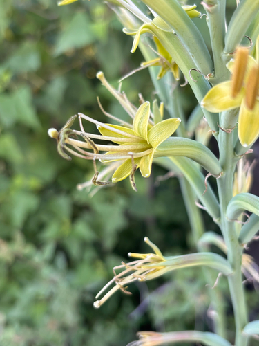 Agave scabra