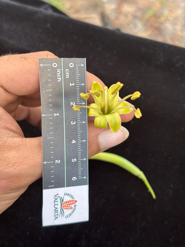 Agave scabra