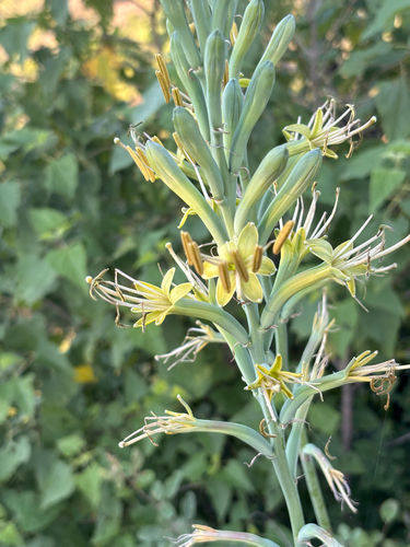 Agave scabra