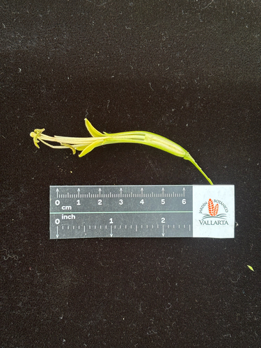Agave scabra