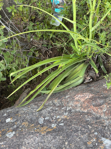 Agave scabra