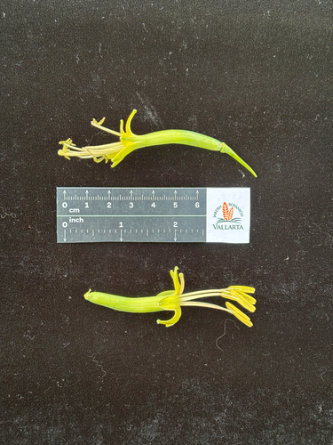 Agave scabra