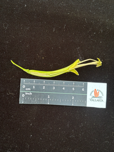 Agave scabra