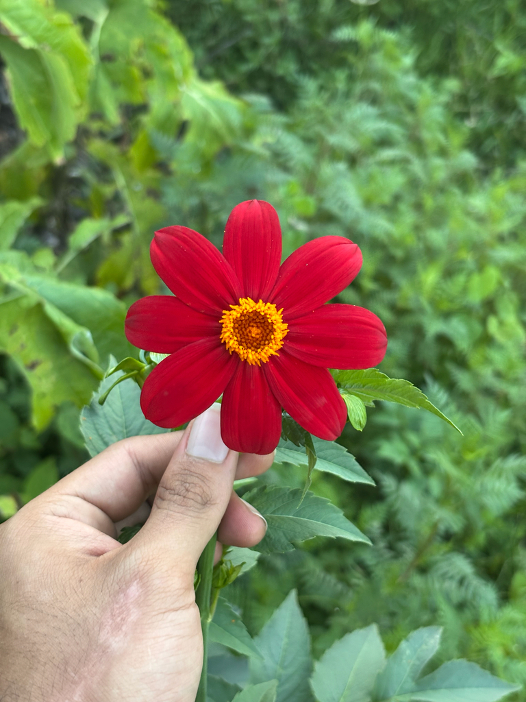Dahlia coccinea, Guadalajara, Jal., MX