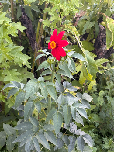 Dahlia coccinea