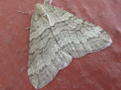 Operophtera relegata