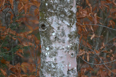 Cryptococcus fagisuga