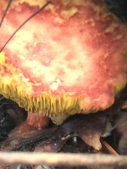 Phylloporus rhodoxanthus image