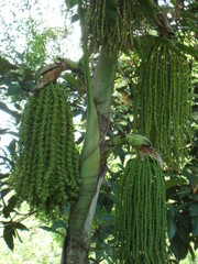 Deckenia nobilis