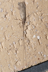 Triplectidinae