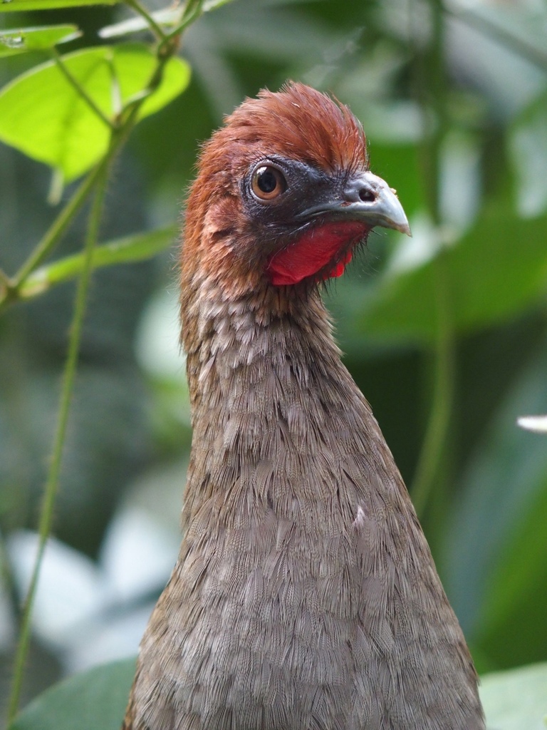 Little Chachalaca