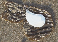 Heteroclidus punctatus