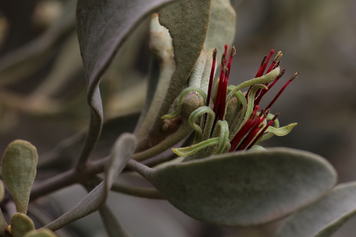 Amyema fitzgeraldii (Amyema fitzgeraldii)