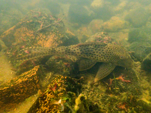 Suckermouth armoured catfish (Hypostomus gymnorhynchus) — Loricariidae