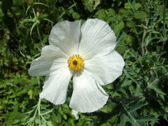 Argemone grandiflora