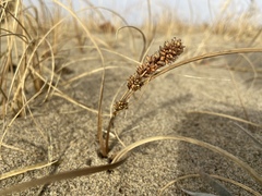 Carex sabulosa