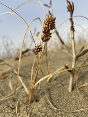 Carex sabulosa